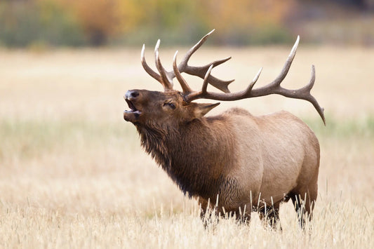 Elk Bull Tag Raffle